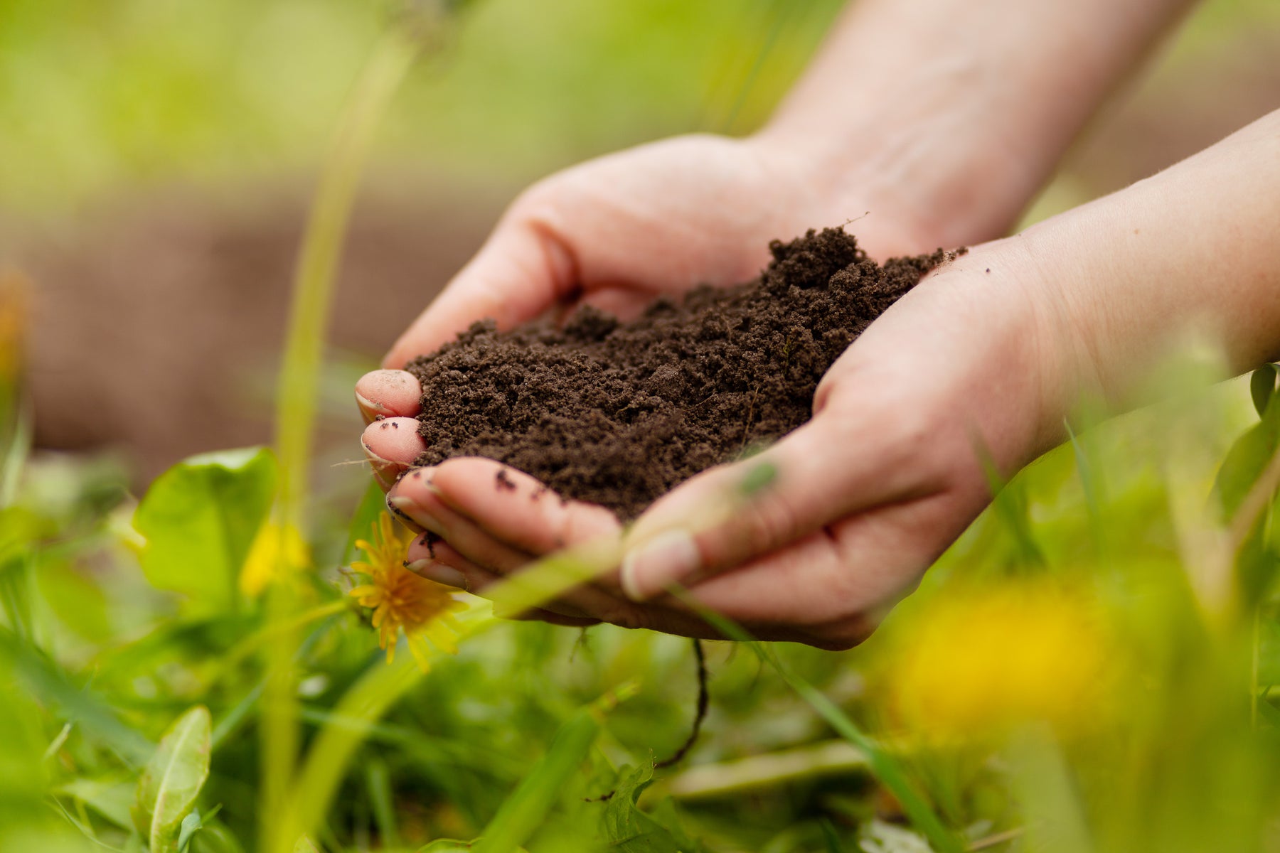 Robaki Optymalna temperatura, wilgotność i wartość PH dla robaków kompostowych