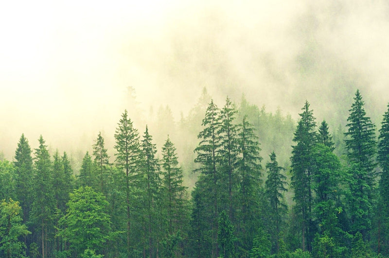 Borkenkäfer – kleiner Forstschädling mit großem Gefahrenpotenzial