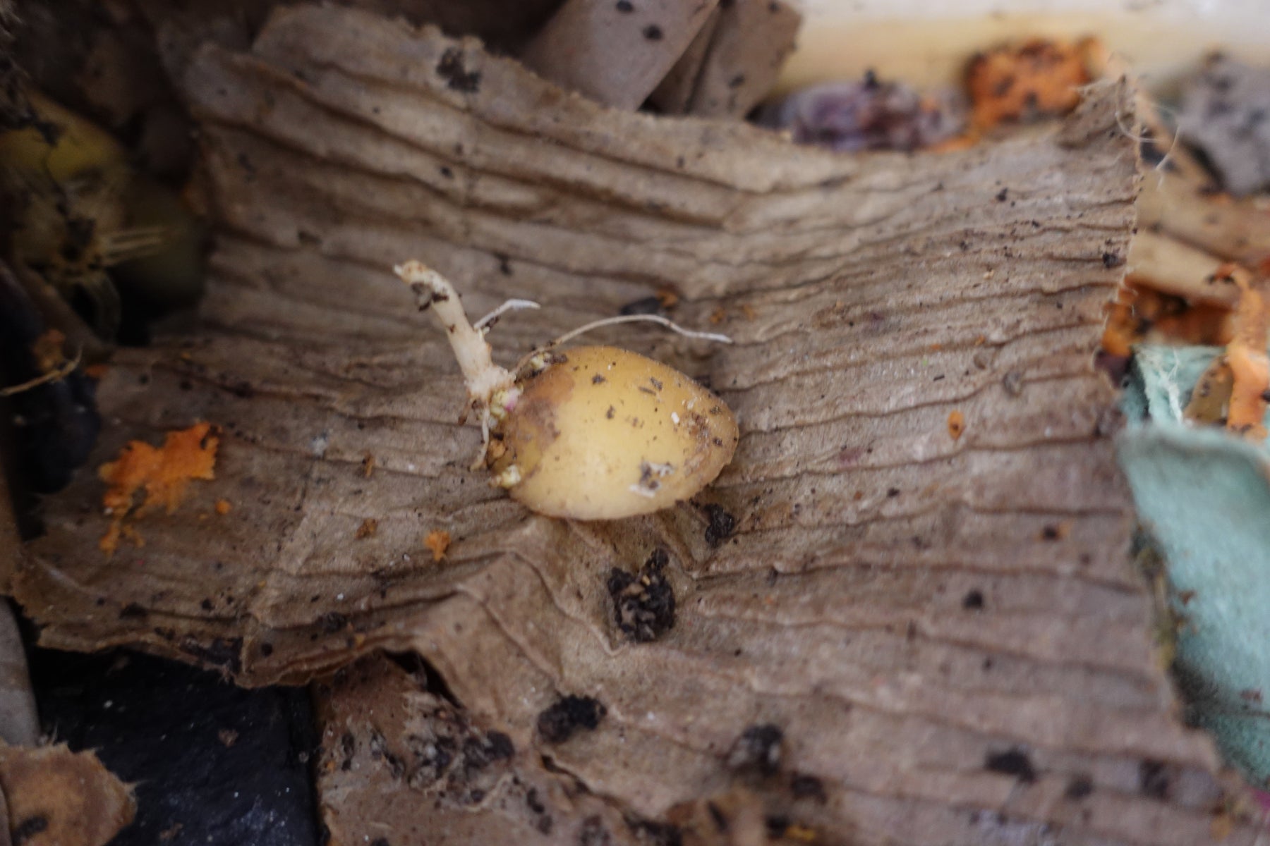Robaczki obierki ziemniaczane i ziemniaki