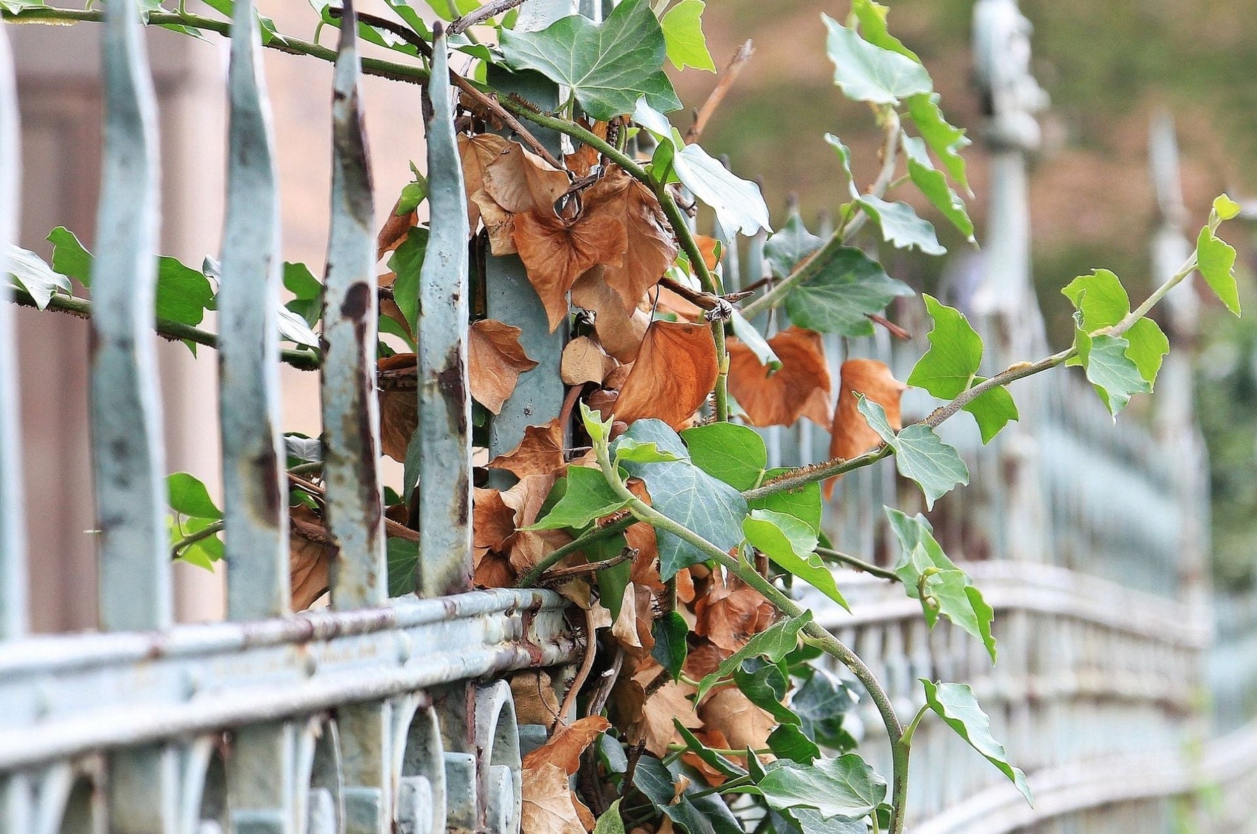 Czarne ryjkowce – oto szkody, jakie wyrządzają!