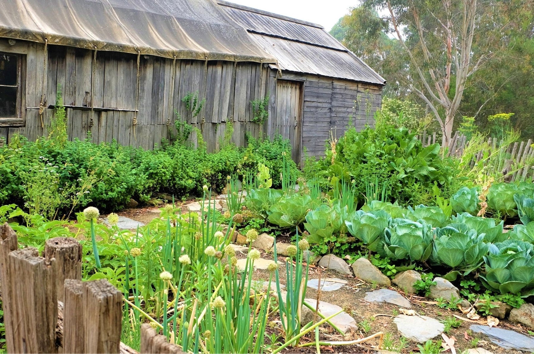 Drahtwürmer bekämpfen – mit biologischen Maßnahmen zum Ziel!