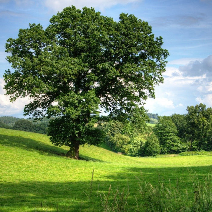 Ein Eichenbaum auf einer grünen Wiese