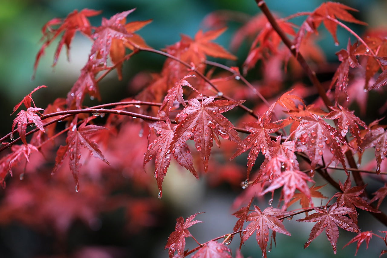 Klon japoński: Wszystko o właściwej lokalizacji, cięciu i odmianach Acer palmatum