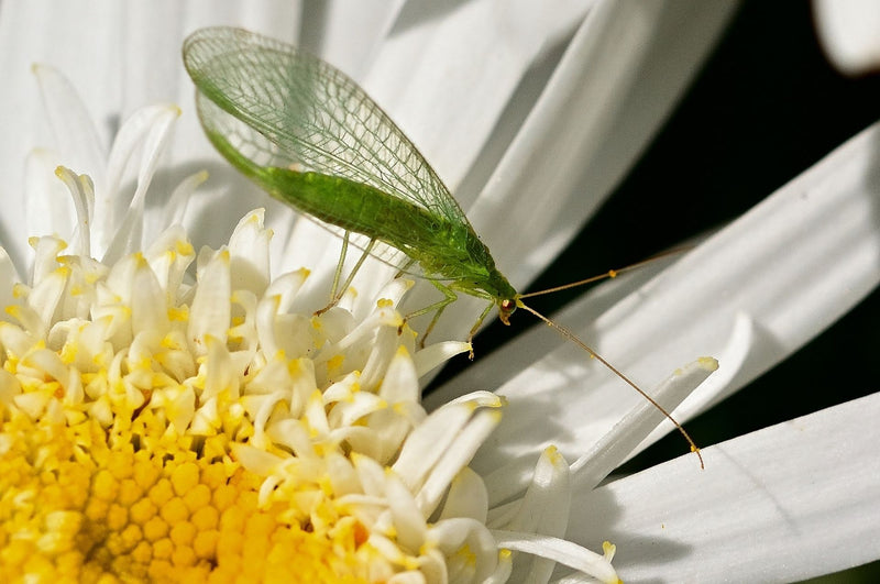 Lacewings - przydatni pomocnicy w walce ze szkodnikami roślin!