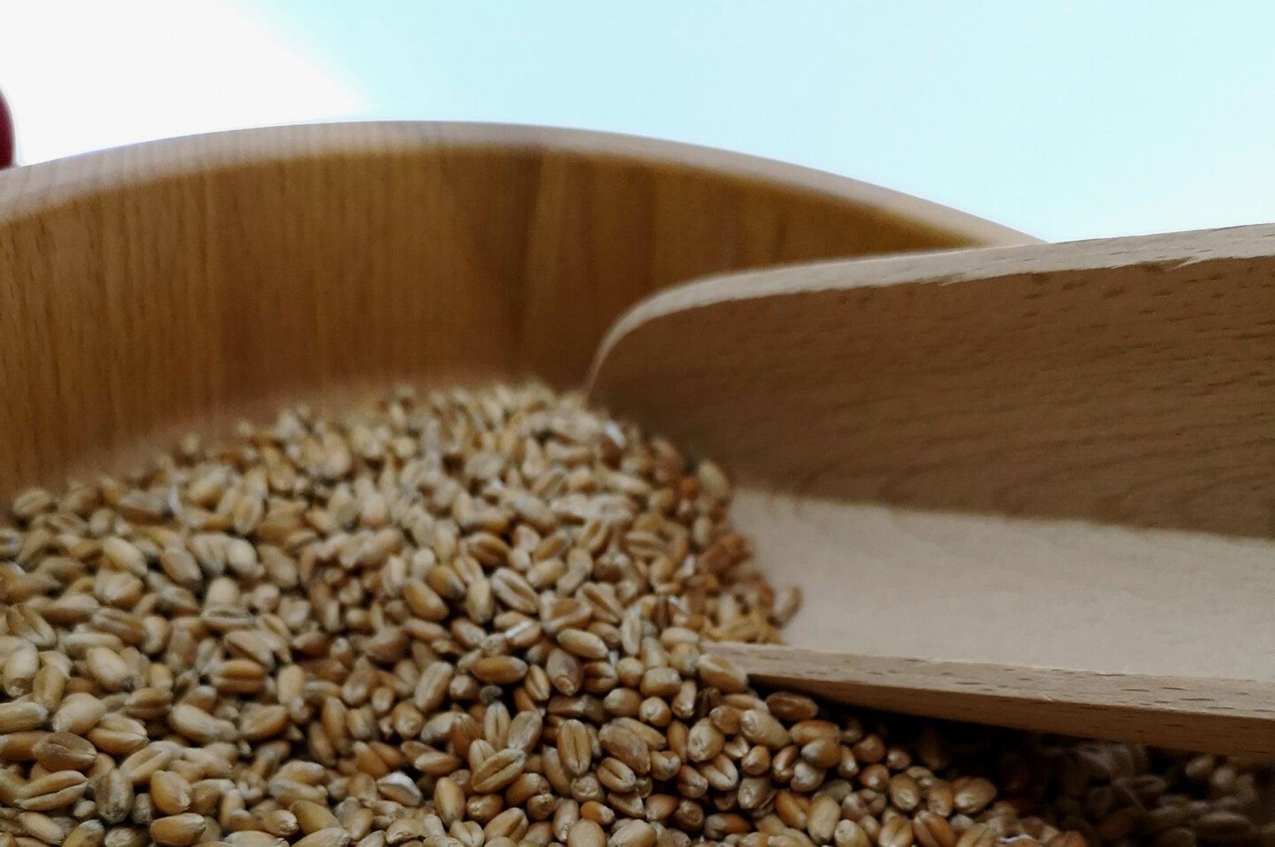 Getreide in Gefahr - Getreideplattkäferwespchen können Ernte retten!