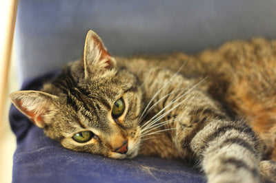 Kot domowy leży na fioletowej sofie