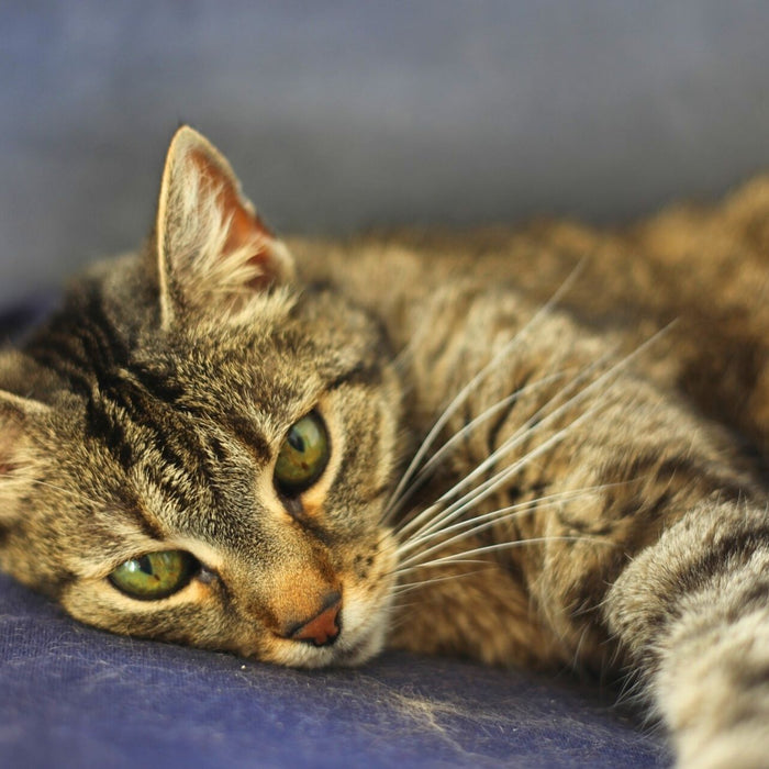 Ein Stubentiger liegt auf einem lila Sofa