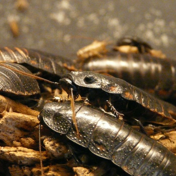 Viele Küchenschaben bekämpfen