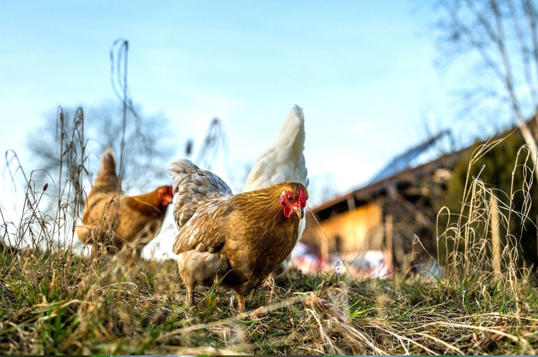 Zwalcz czerwone roztocza – często dotykają one kurczaki!