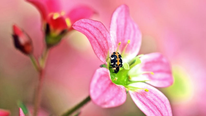 Teppichkäfer-Larven loswerden – es klappt auch ohne gesundheitsschädliche Insektizide!