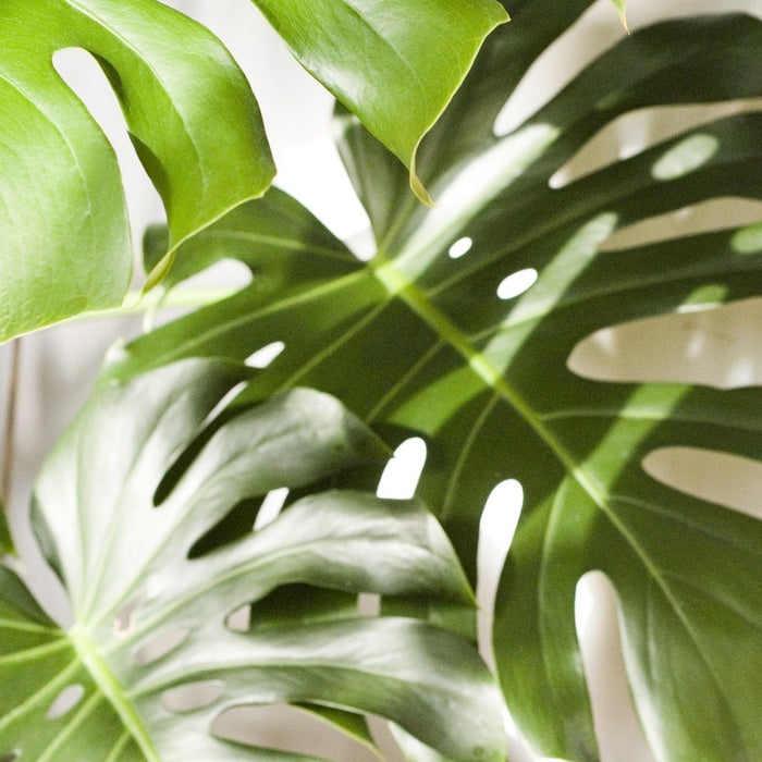 Blätter einer Monsterapflanze