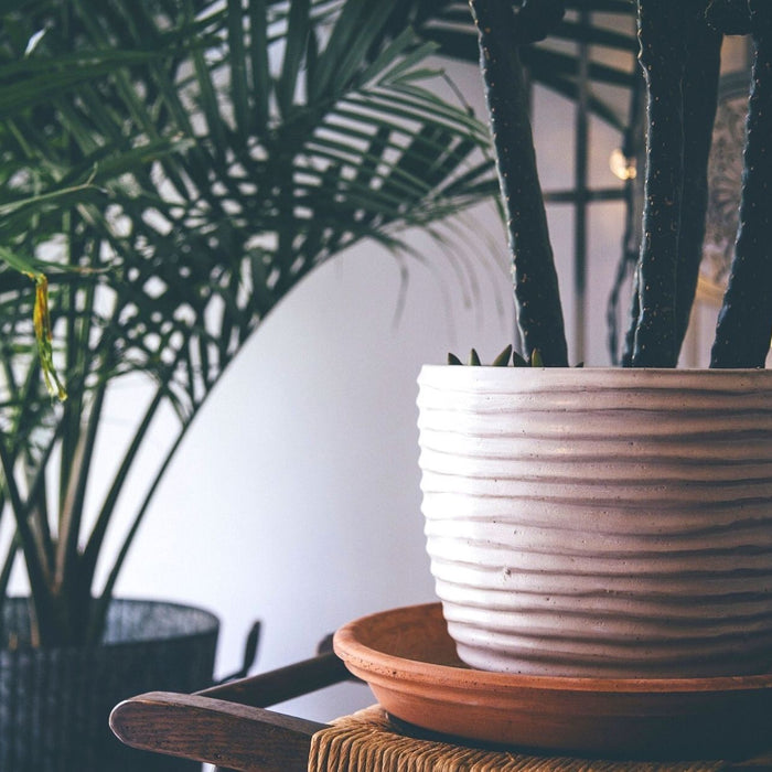 Zwei Zimmerpflanzen in Töpfen