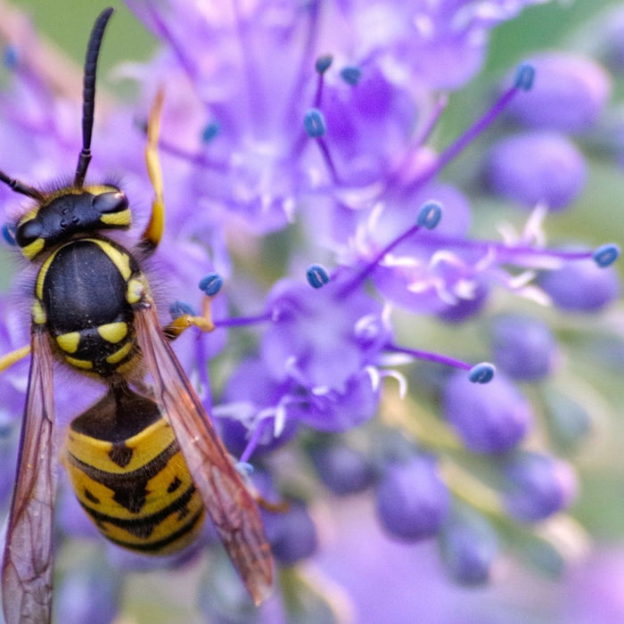 Wespe auf einer lila Blüte