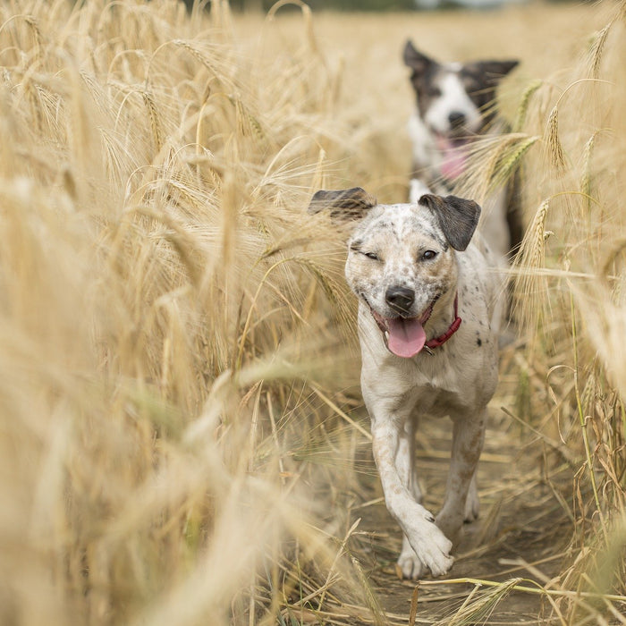 Zwei Hunde laufen durch ein Kornfeld