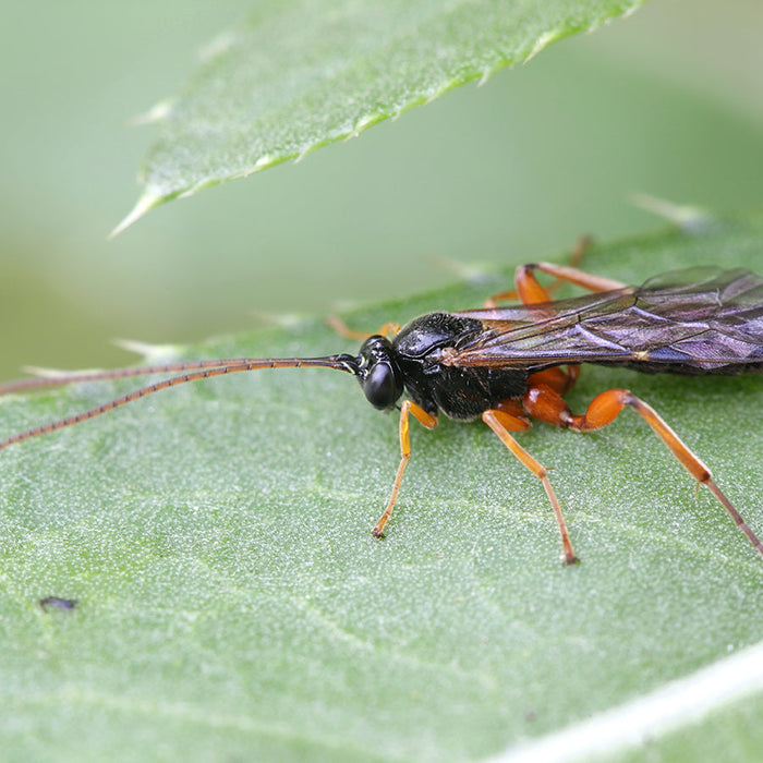 Ichneumon parazytoid osa