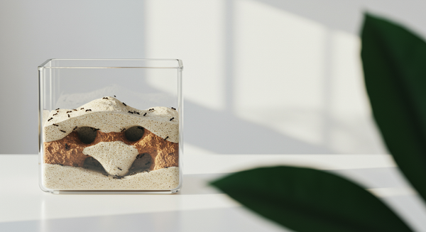 Terrarium dla mrówek: załóż i pielęgnuj formikarium