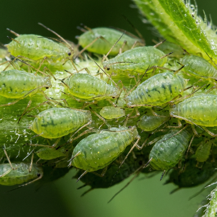 Nahaufnahme einer Kolonie grüner Blattläuse an einem Pflanzenstängel zur genauen Erkennung
