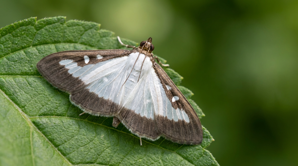 Jak wygląda ćma bukszpanowa: bezpiecznie rozpoznaj i zwalcz cechy