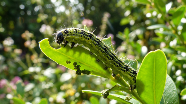 Zwalczanie świderów bukszpanowych za pomocą octu: dlaczego domowe środki są często niebezpieczne