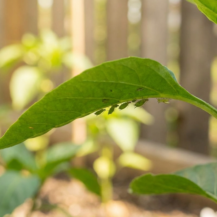 Blattläuse vorbeugen: Die besten Tipps & natürliche Hausmittel