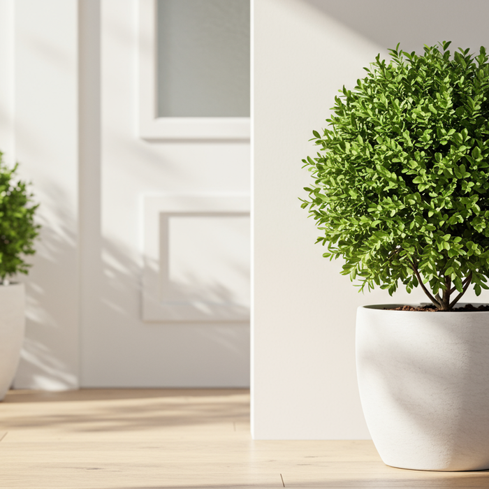 Ist der Buchsbaum giftig oder nicht?