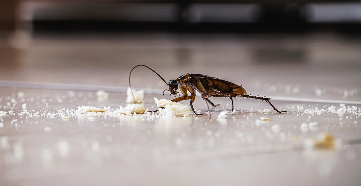 schmutzige Kakerlaken, die auf dem Boden spazieren gehen und Müllkrümel fressen