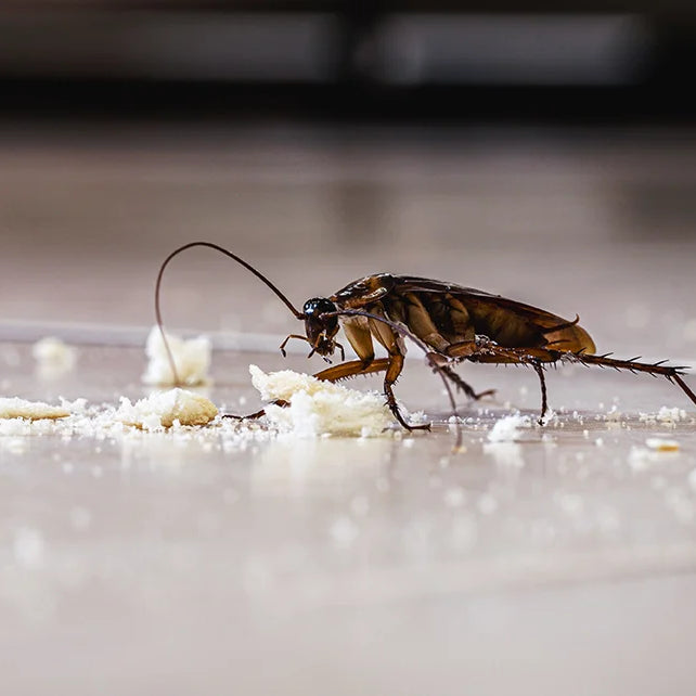 schmutzige Kakerlaken, die auf dem Boden spazieren gehen und Müllkrümel fressen