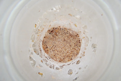 Kolonia roztoczy w słoiku z otrębami