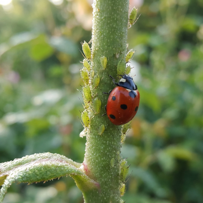 Zbliżenie na zielone mszyce na łodydze róży z biedronką jako naturalnym drapieżnikiem.