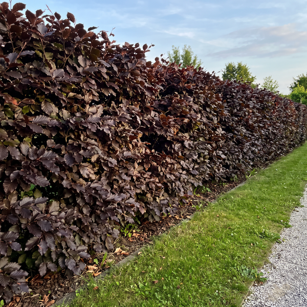 Blutbuche als rotlaubige, etwa 1,8 m hohe Buchenhecke im Sommer im Garten – KI-generierte Beispielabbildung