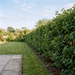 Feldahorn als dichte, etwa 1,8 m hohe heimische Laubhecke im Sommer im Garten – KI-generierte Beispielabbildung