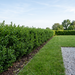 Japanische Stechpalme 'Green Hedge' als niedrige, buchsähnliche Hecke von etwa 70 cm Höhe am Weg – KI-generierte Beispielabbildung