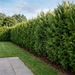 Lebensbaum 'King of Brabant' als dichte, frischgrüne Thuja-Hecke von etwa 2 m Höhe im Garten – KI-generierte Beispielabbildung