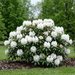 Rhododendron 'Cunningham's White' mit weißen Blüten als kompakter, blühender Strauch im Gartenbeet – KI-generierte Beispielabbildung