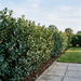Stechpalme 'Heckenstar' als dichte, immergrüne Ilex-Hecke von etwa 1,6 m Höhe im Garten – KI-generierte Beispielabbildung