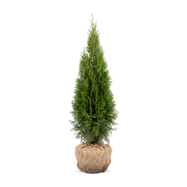 Thuja 'Smaragd' z bryłą korzeniową w jucie, na białym tle – wąski, gęsty, stożkowy pokrój (ilustracja wygenerowana przez AI)