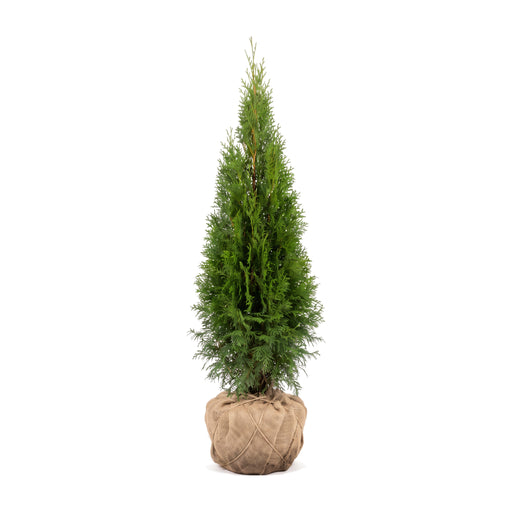 Thuja 'Smaragd' z bryłą korzeniową w jucie, na białym tle – wąski, gęsty, stożkowy pokrój (ilustracja wygenerowana przez AI)