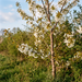 Vogelkirsche in weißer Blüte als junger Baum in einer naturnahen Feldhecke im Frühling – KI-generierte Beispielabbildung