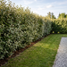 Wintergrüne Ölweide als dichte, silbrig glänzende Hecke von etwa 1,8 m Höhe im Garten – KI-generierte Beispielabbildung