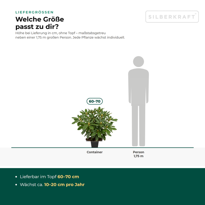 Wielkości dostawy różanecznika 'Catawbiense Grandiflorum': w doniczce 60–70 cm – w skali obok osoby o wzroście 1,75 m