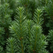 Zbliżenie cis pośredni 'Hicksii' (Taxus × media 'Hicksii'): igły – przykładowa ilustracja wygenerowana przez AI