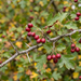 Zbliżenie głogu jednoszyjkowego (Crataegus monogyna): klapowane liście, ciernie i czerwone owoce jesienią – przykładowa ilustracja wygenerowana przez AI