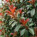 Zbliżenie na głogownik 'Red Robin' (Photinia × fraseri 'Red Robin'): jaskrawoczerwone młode pędy i ciemnozielone liście – przykładowa ilustracja wygenerowana przez AI