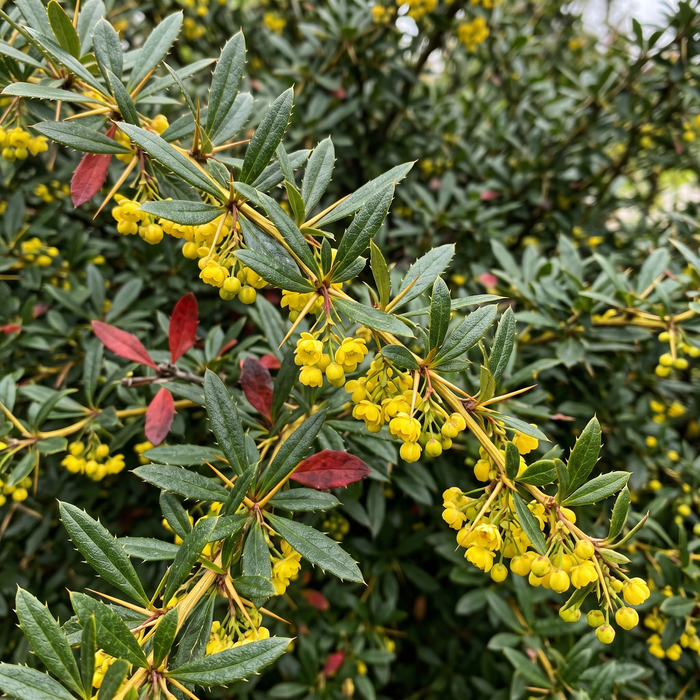 Zbliżenie berberysu Juliany (Berberis julianae): kolczaste, ząbkowane liście i żółte kwiaty – przykładowa ilustracja wygenerowana przez AI