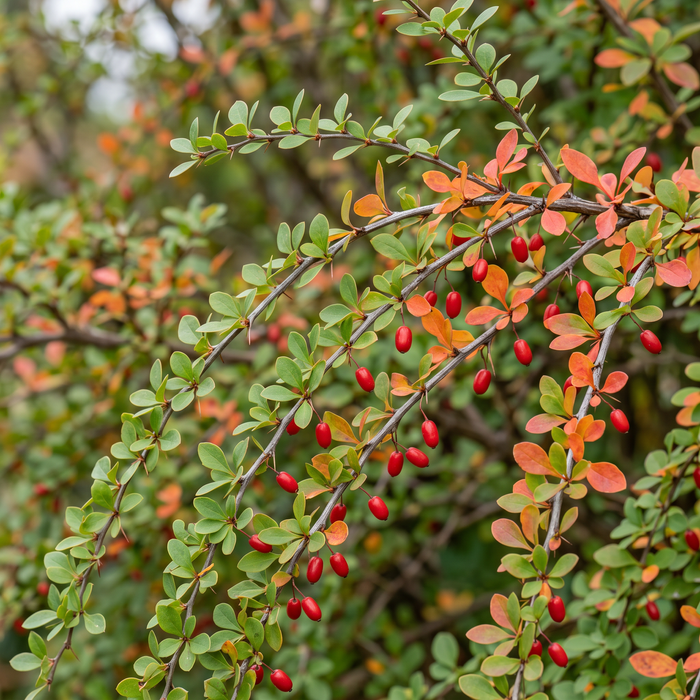 Zbliżenie na berberys Thunberga (Berberis thunbergii): jesienne ubarwienie i czerwone owoce – przykładowa ilustracja wygenerowana przez AI