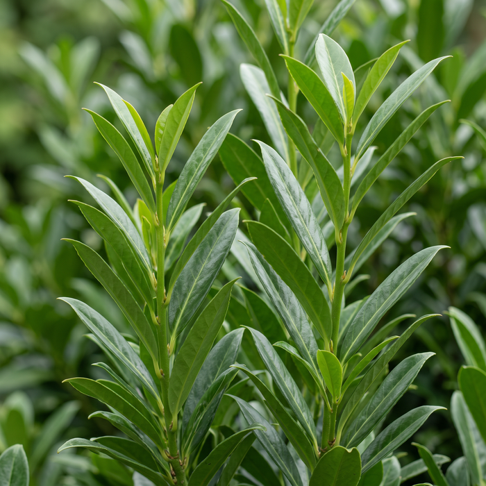 Zbliżenie na wawrzynowładną 'Genolia' (Prunus laurocerasus 'Mariblon' (Genolia®)): liście i pędy – przykładowa ilustracja wygenerowana przez AI