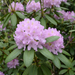 Zbliżenie na różanecznik pontyjski 'Roseum' (Rhododendron ponticum 'Roseum'): kwiatostan – przykładowa ilustracja wygenerowana przez AI