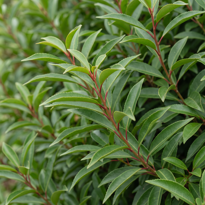 Zbliżenie na wawrzyn portugalski 'Angustifolia' (Prunus lusitanica 'Angustifolia'): wąskie, błyszczące liście na czerwonych łodygach – przykładowa ilustracja wygenerowana przez AI