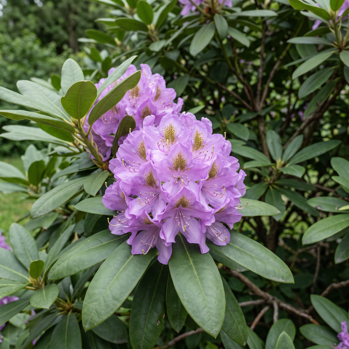 Zbliżenie na różanecznik 'Catawbiense Grandiflorum' (Rhododendron catawbiense 'Grandiflorum'): kwiatostan – przykładowa ilustracja wygenerowana przez AI