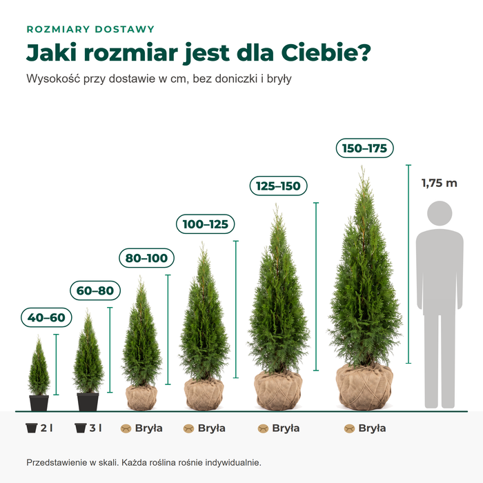 Rozmiary dostawy thui 'Smaragd': 40–60 i 60–80 cm w doniczce, 80–175 cm z bryłą, w porównaniu z osobą o wzroście 1,75 m